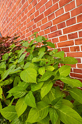 Buy stock photo Flowers, nature and hydrangeas with leaves as blossom for floral, ecology and outdoor in season. Biology, earth and textures in springtime as botany or plants for landscaping as backgrounds in garden