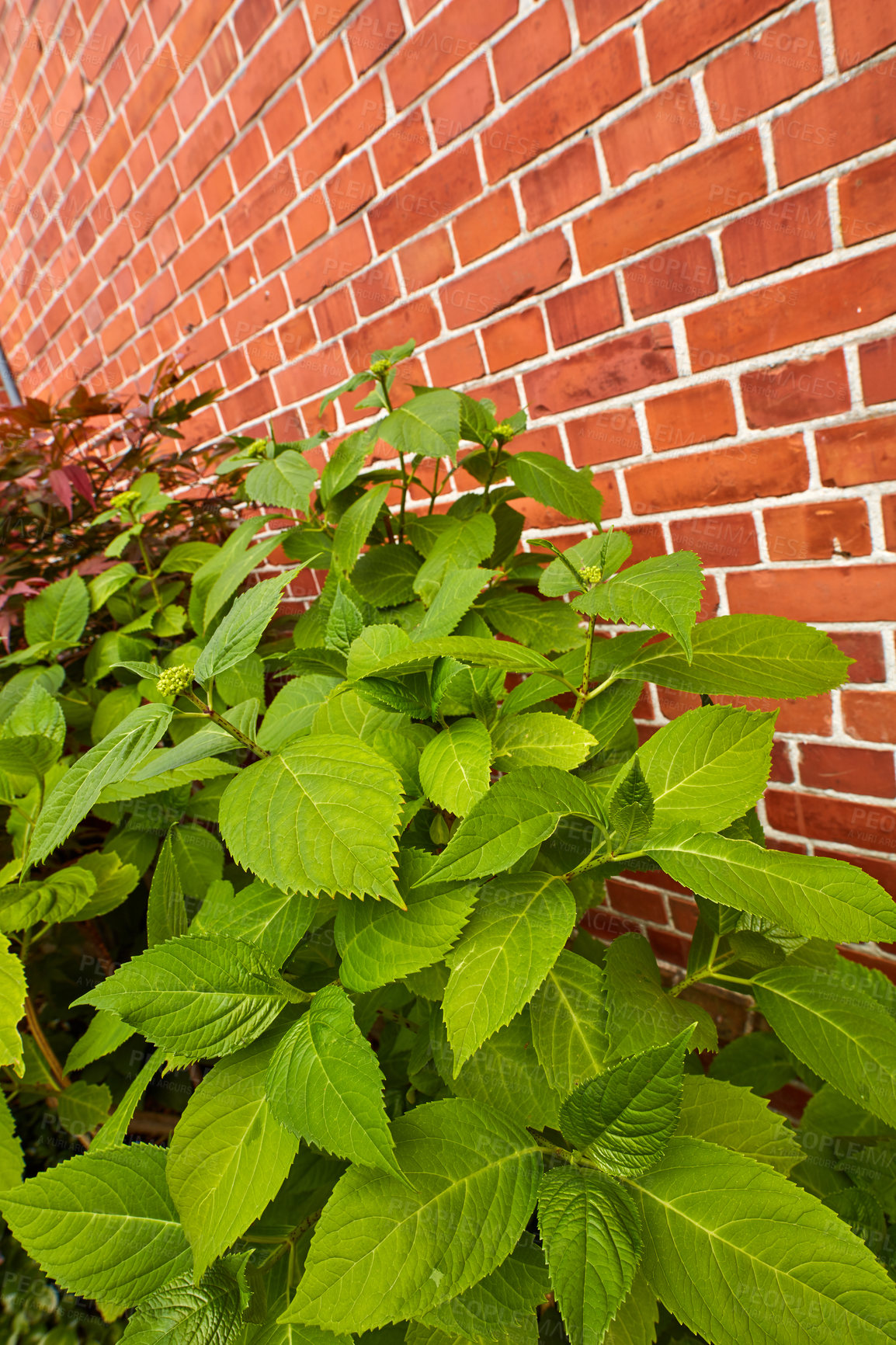 Buy stock photo Flowers, nature and hydrangeas with leaves as blossom for floral, ecology and outdoor in season. Biology, earth and textures in springtime as botany or plants for landscaping as backgrounds in garden