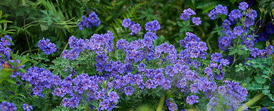 Buy stock photo A photo of the garden in summertime