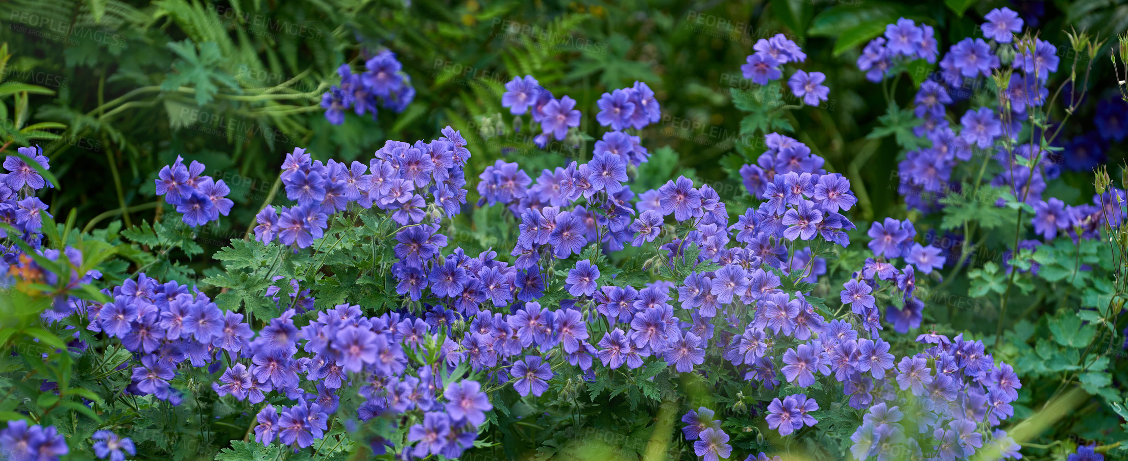 Buy stock photo A photo of the garden in summertime