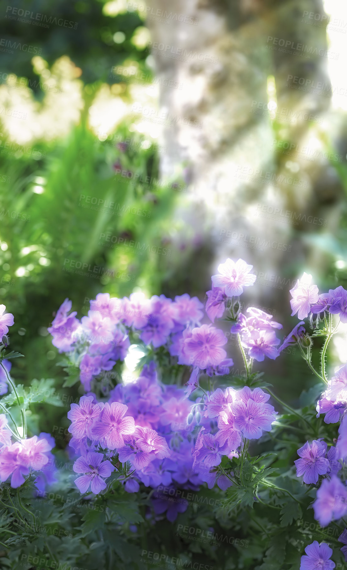 Buy stock photo Summer, flowers and sunshine in nature for wallpaper, healthy environment and blooming plants. Purple Cranesbill, bush and leaves in spring for growth, gardening and Earth day awareness in background