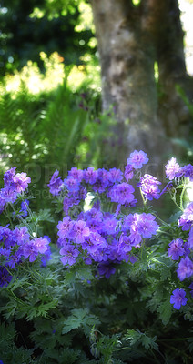 Buy stock photo Summer, flowers or plants in nature for wallpaper, healthy environment or blooming in sunshine. Purple Cranesbill, bush or leaves in spring for growth, gardening or Earth day awareness in background