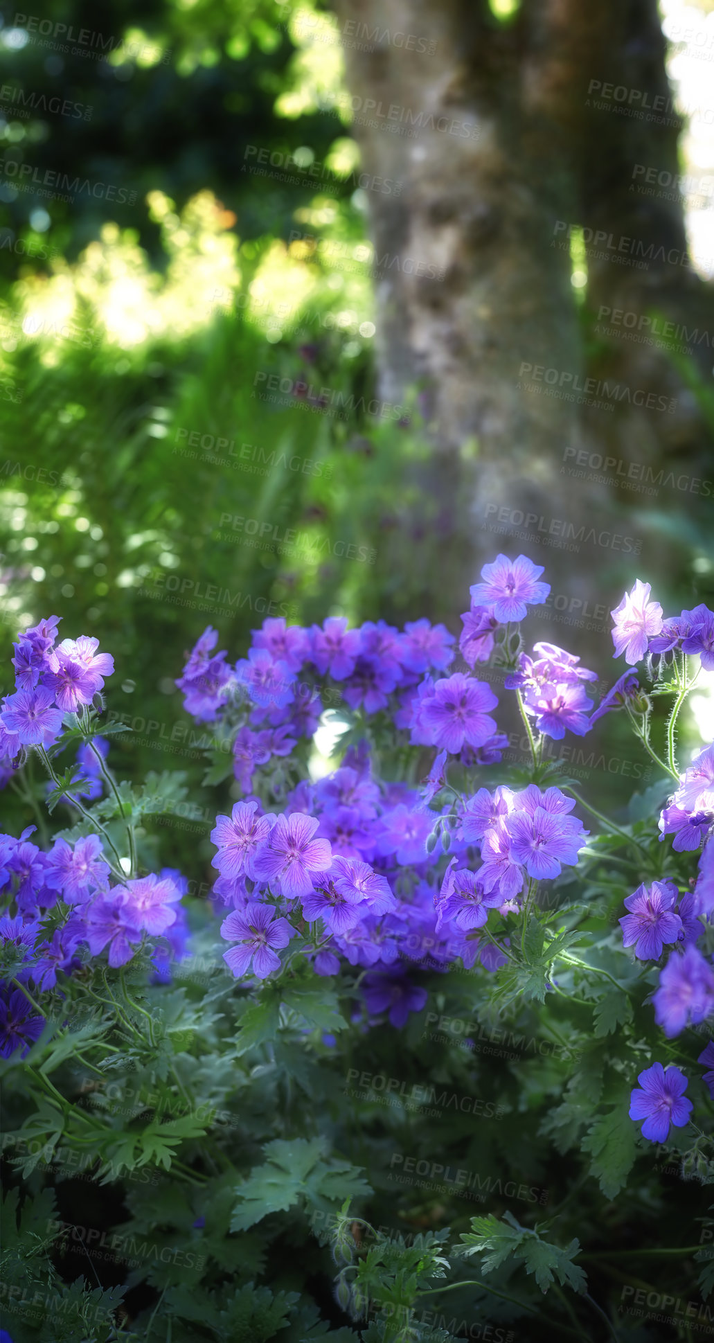 Buy stock photo Summer, flowers or plants in nature for wallpaper, healthy environment or blooming in sunshine. Purple Cranesbill, bush or leaves in spring for growth, gardening or Earth day awareness in background