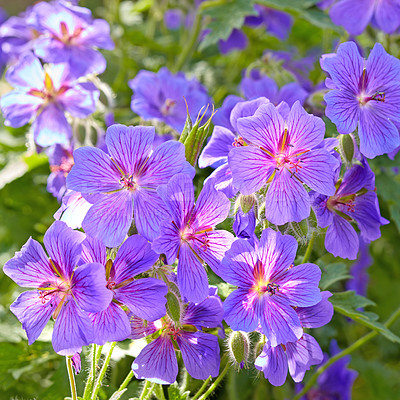 Buy stock photo Spring, flowers or blossom in nature for wallpaper, healthy environment or blooming in sunshine. Purple geranium, bush or leaves in garden for growth, landscaping or Earth day awareness in background