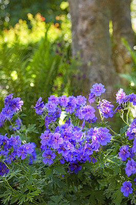 Buy stock photo Spring, flowers and bush in nature for wallpaper, healthy environment or blooming in sunshine. Purple Cranesbill, plants or leaves in garden for growth, botanical or Earth day awareness in background