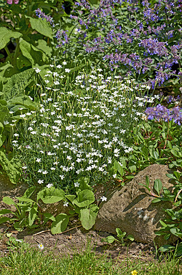 Buy stock photo A photo of the garden in summertime