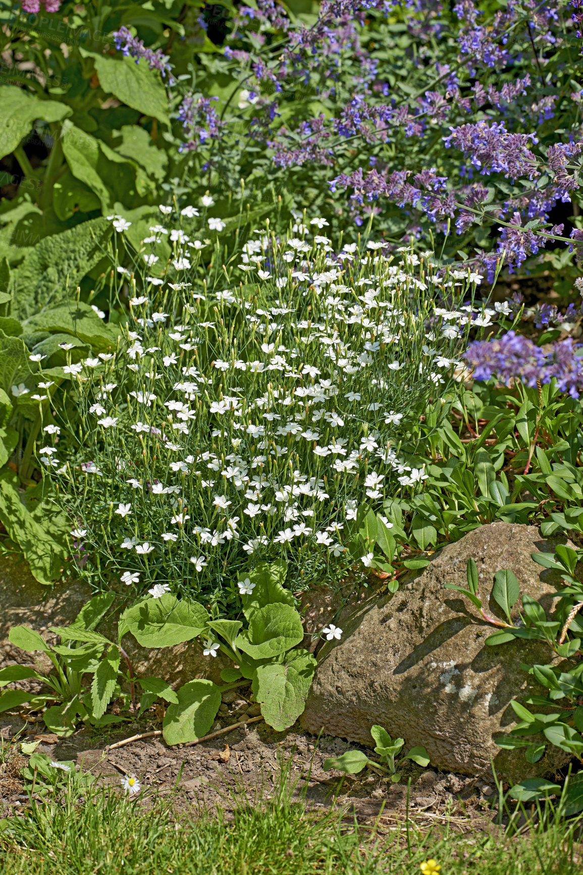 Buy stock photo A photo of the garden in summertime