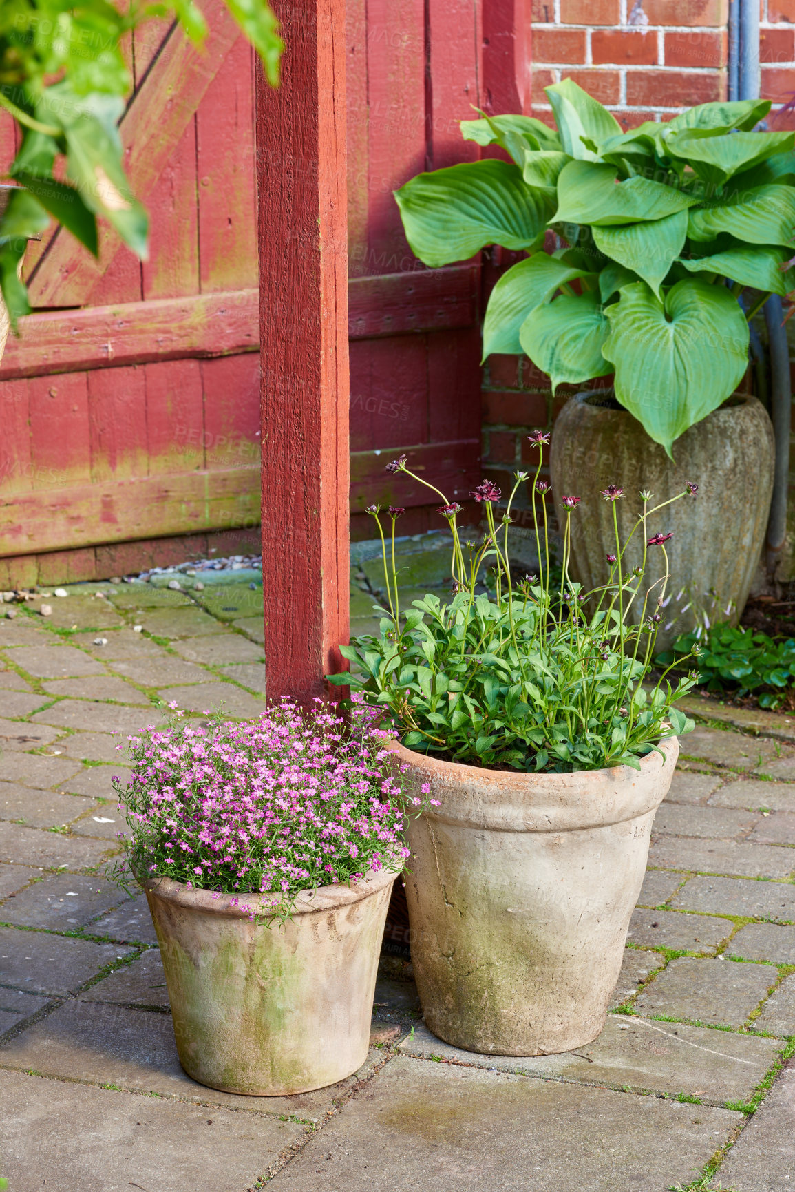 Buy stock photo Spring, growth and clay pot with flowers in garden for nature, environment and blossom. Meadow, botanical and biodiversity with closeup of plant of countryside for bloom, floral and ecosystem