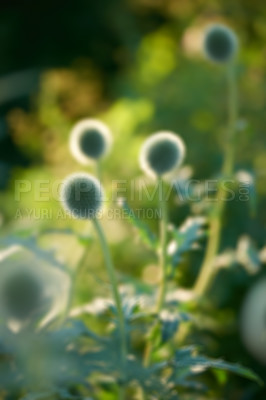 Buy stock photo Green bud, garden and outdoor in spring with leaves, blur or growth with sunshine in countryside. Poppy pod, plants and bloom in backyard for blossom, color or bush in environment with shrub in Iran