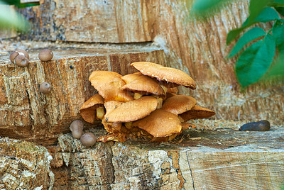 Buy stock photo Mushrooms, tree and leaves in nature for growth, sustainability and healthy environment. Edible fungus, log stump and plants in forest for ecosystem, biodiversity and spring flourishing in wallpaper