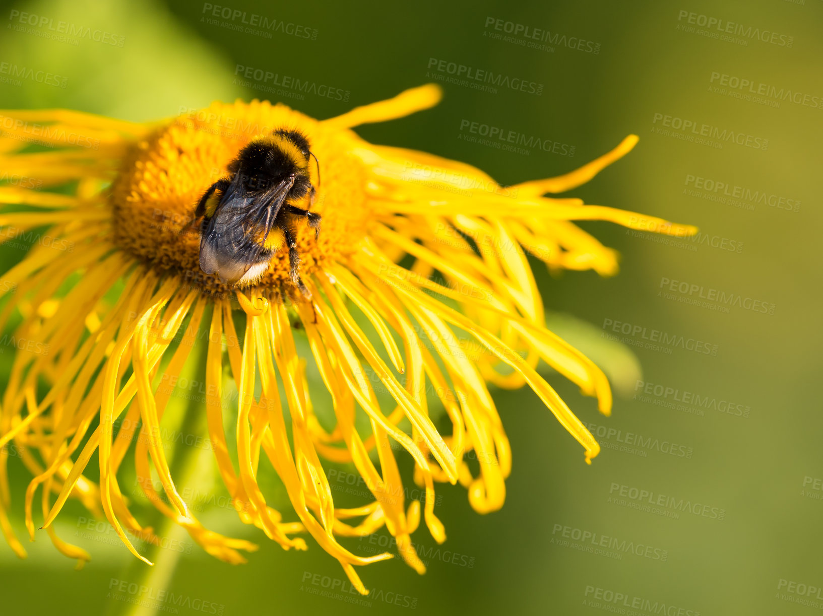 Buy stock photo Elfdock flower, bee and nature in garden, spring or pollen with growth, petals or environment with closeup. Plants, insect and horse heel blossom in bloom, outdoor and backyard with sunshine in Spain