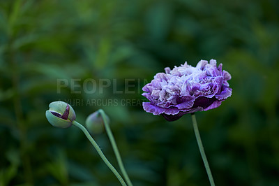 Buy stock photo Purple poppy flowers, garden and outdoor in spring with leaves, nature and growth with sunshine in countryside. Landscape, plants and bloom with blossom, color and bush in environment in England