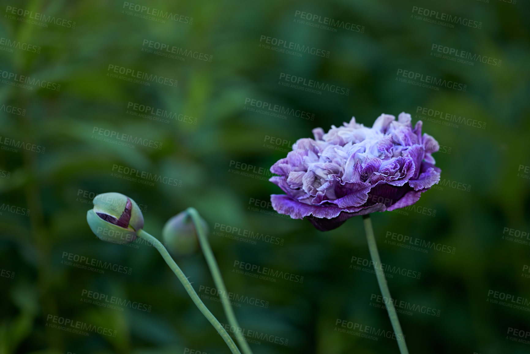 Buy stock photo Purple poppy flowers, garden and outdoor in spring with leaves, nature and growth with sunshine in countryside. Landscape, plants and bloom with blossom, color and bush in environment in England