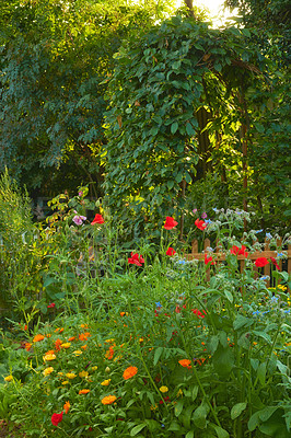 Buy stock photo Poppy flowers, garden and bush in spring with leaves, trees and growth with sunshine in countryside. Landscape, plants and bloom with blossom, color and outdoor in environment with shrub in England