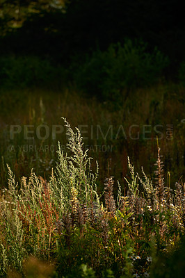 Buy stock photo A photo of the garden in summertime