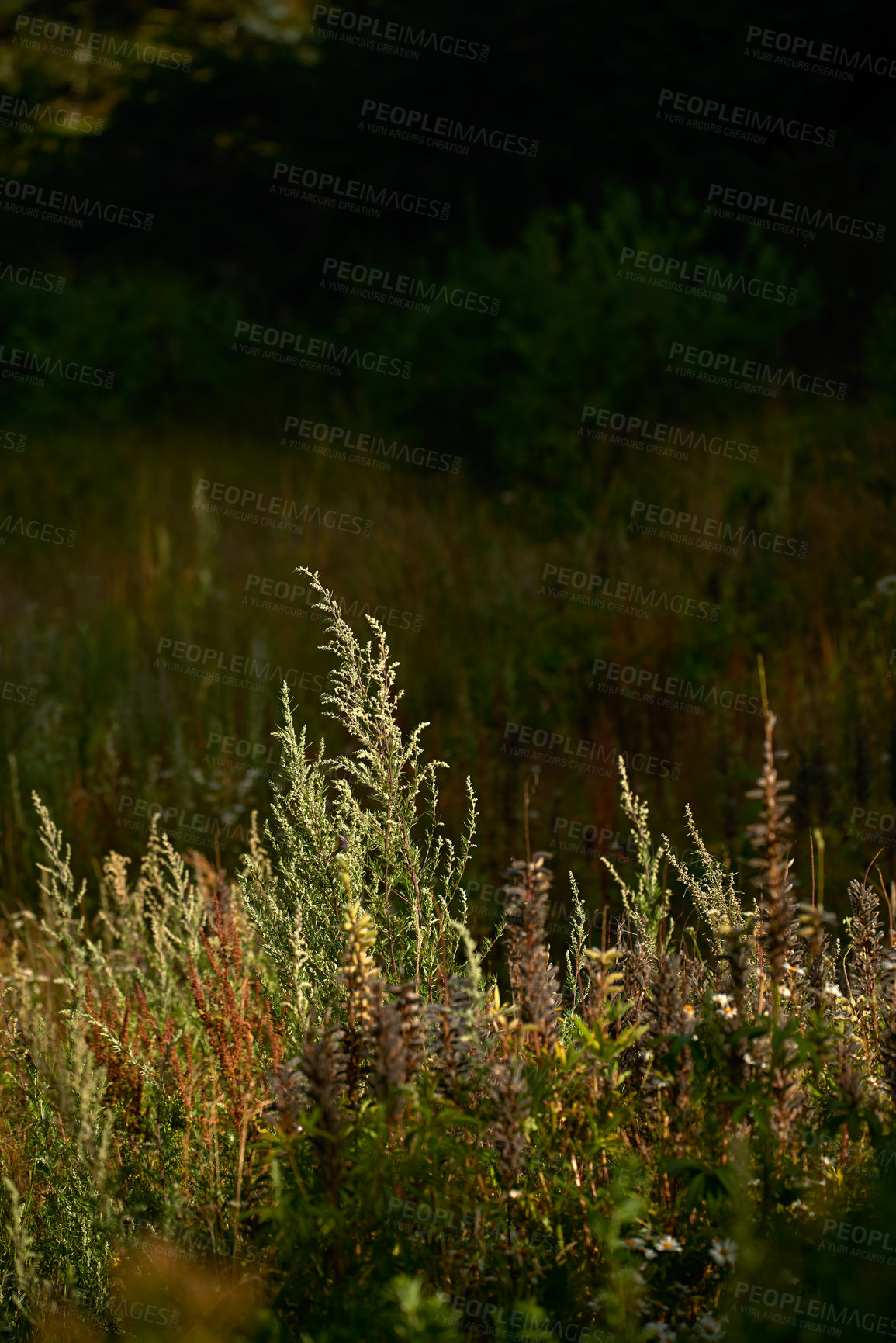 Buy stock photo A photo of the garden in summertime