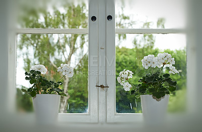 Buy stock photo A photo of plant in the window