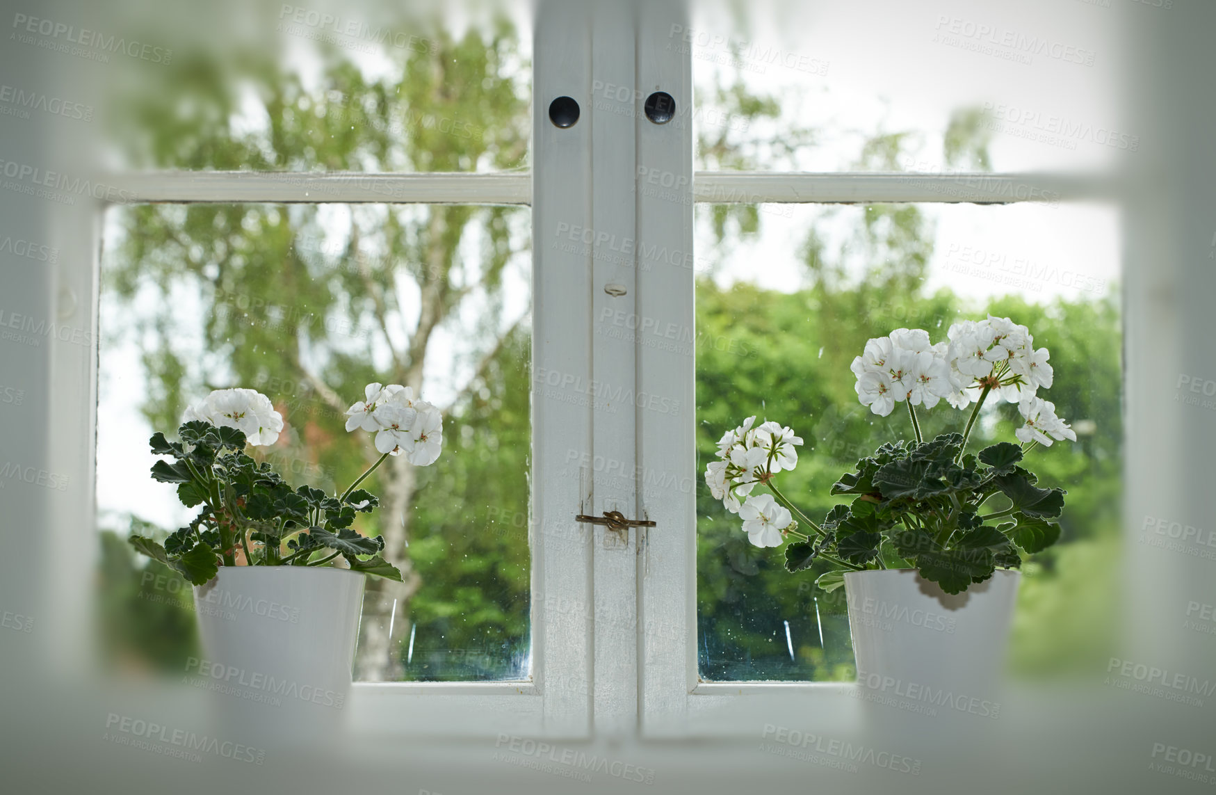Buy stock photo A photo of plant in the window