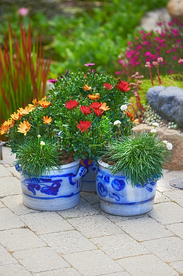 Buy stock photo Gazania flowers, pot and garden in spring with leaves, ground and growth with sunshine in environment. African daisy, plants and bloom with blossom, color and floral bush in backyard in England