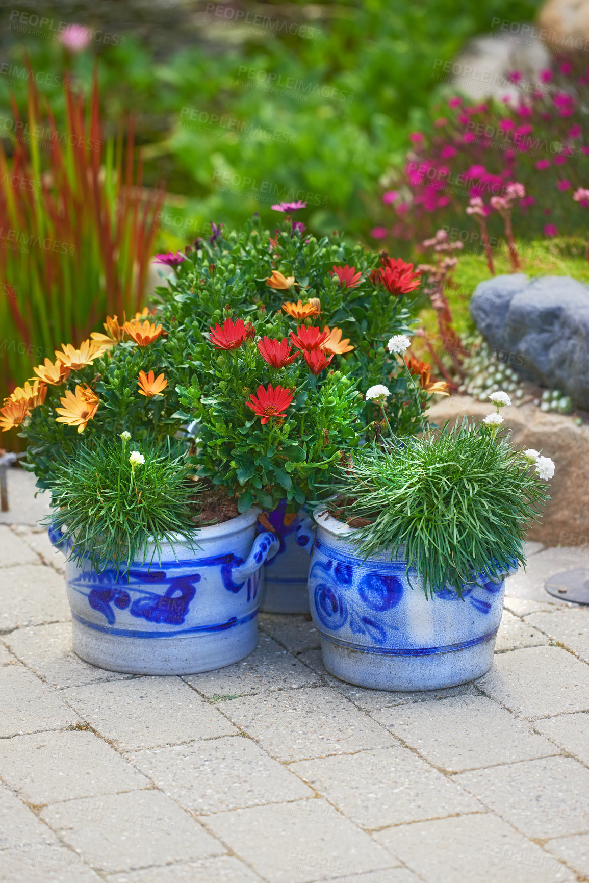 Buy stock photo Gazania flowers, pot and garden in spring with leaves, ground and growth with sunshine in environment. African daisy, plants and bloom with blossom, color and floral bush in backyard in England