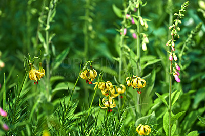 Buy stock photo Yellow lily flowers, sping and outdoor in garden, landscape and shrub with leaves, growth and sunshine. Lilium rhodopeum, plants and blossom in backyard, color and bush in environment in Greece