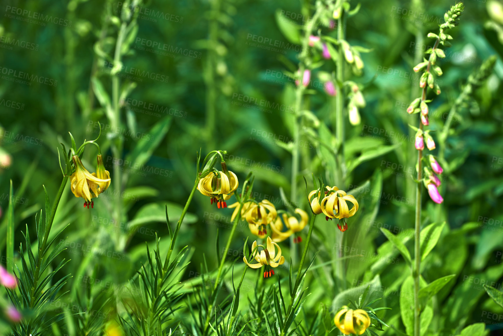Buy stock photo Yellow lily flowers, sping and outdoor in garden, landscape and shrub with leaves, growth and sunshine. Lilium rhodopeum, plants and blossom in backyard, color and bush in environment in Greece