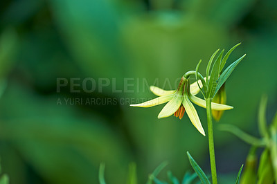 Buy stock photo Yellow lily flowers, nature and outdoor in garden, landscape and spring for leaves, growth and sunshine. Lilium rhodopeum, plants and bloom with mockup space, color and bush in environment in Greece