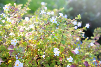 Buy stock photo Flowers, spring and textures with leaves as blossom for floral, ecology and outdoor in season. Biology, earth and bacopa repens in nature as botany or plants for landscaping as backgrounds in garden