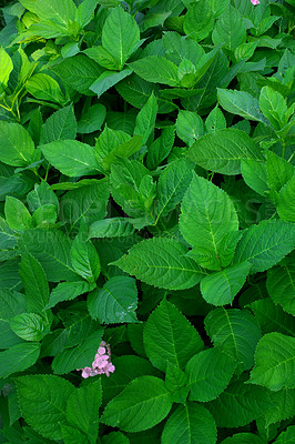 Buy stock photo A photo of the garden in summertime