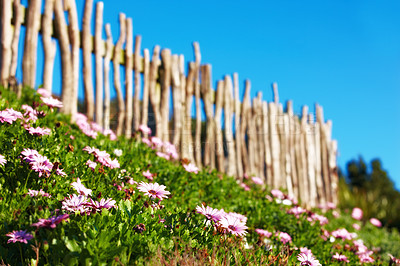 Buy stock photo Nature, growth and peace with flowers in garden for environment, sustainability and spring season. Grass ecology, meadow and Arctotis stoechadifolia in countryside for botanical, bloom and ecosystem