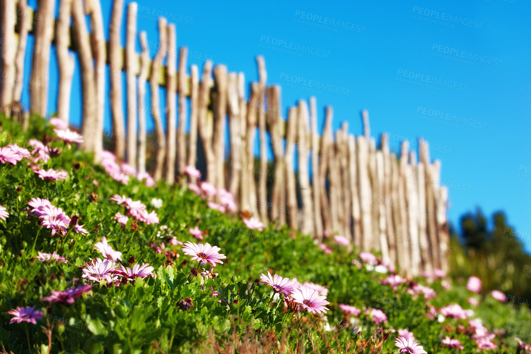 Buy stock photo Nature, growth and peace with flowers in garden for environment, sustainability and spring season. Grass ecology, meadow and Arctotis stoechadifolia in countryside for botanical, bloom and ecosystem