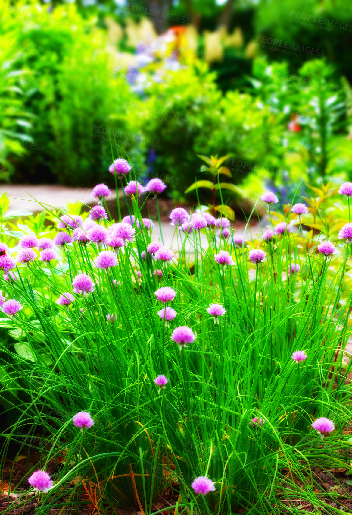 Buy stock photo Garden flowers