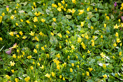 Buy stock photo Garden flowers