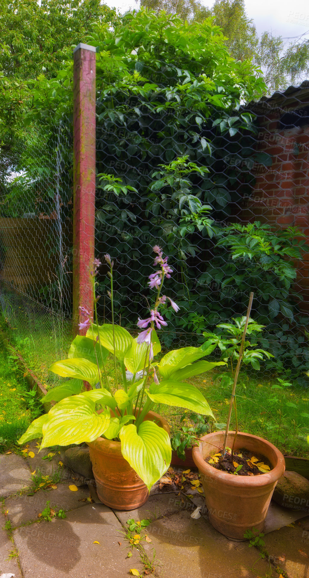 Buy stock photo Garden flowers