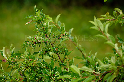 Buy stock photo Luscious green foliage outdoors isolated on a bush background on a summer day. Small tree branch growing in a backyard garden at home or house. Closeup of a beautiful plant in nature 