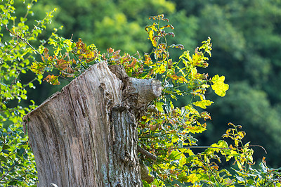 Buy stock photo Cropped shot of a tree stump in the woods