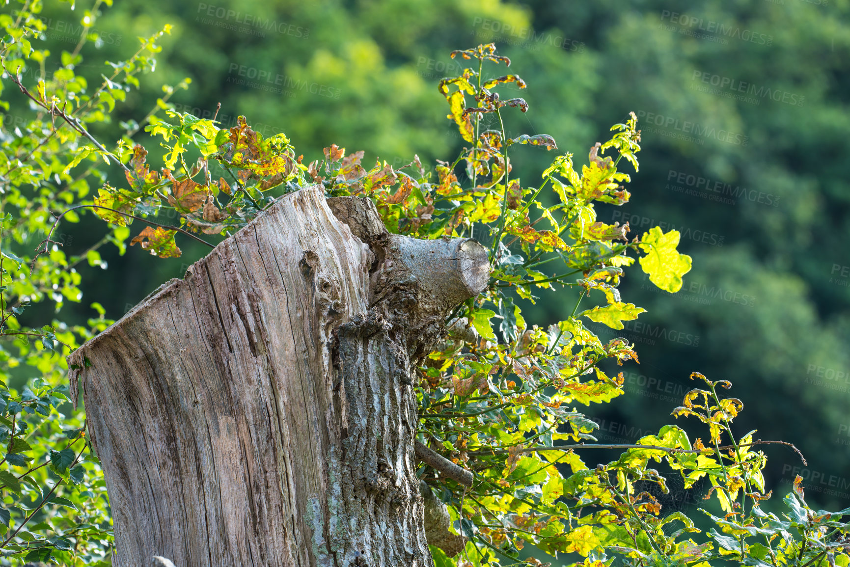 Buy stock photo Cropped shot of a tree stump in the woods