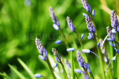 Buy stock photo Lavender blooming in a botanical garden on a sunny day in summer. Lavandula growing on a grassy lush green field in nature. Aromatic purple flowering plants blossoming in a meadow in spring