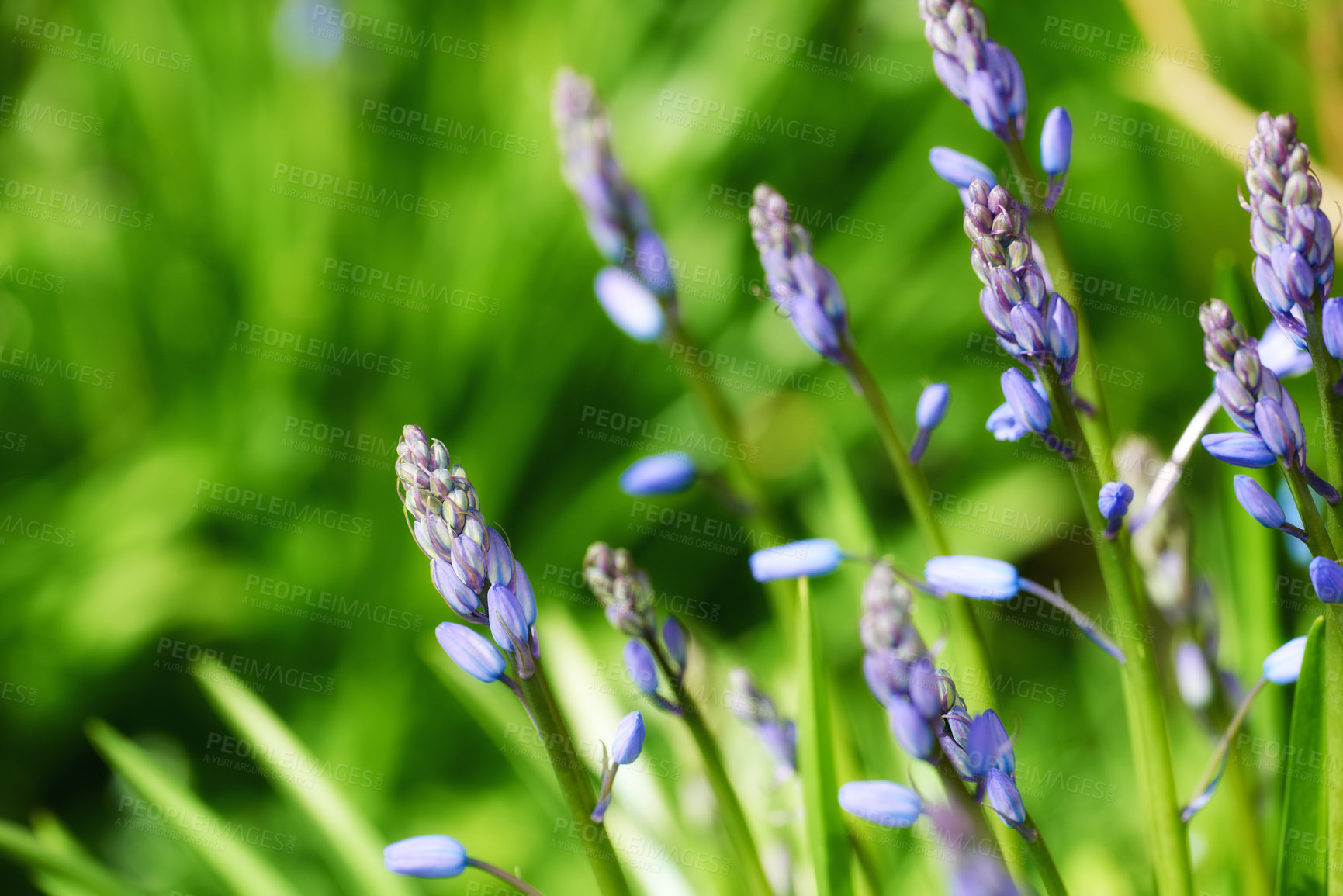 Buy stock photo Lavender blooming in a botanical garden on a sunny day in summer. Lavandula growing on a grassy lush green field in nature. Aromatic purple flowering plants blossoming in a meadow in spring