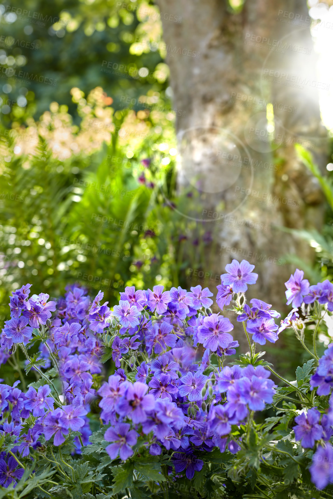 Buy stock photo Nature, spring and forest with flowers in garden for environment, sustainability and season. Ecology, meadow and biology with crane bill in countryside for botanical, bloom and ecosystem growth