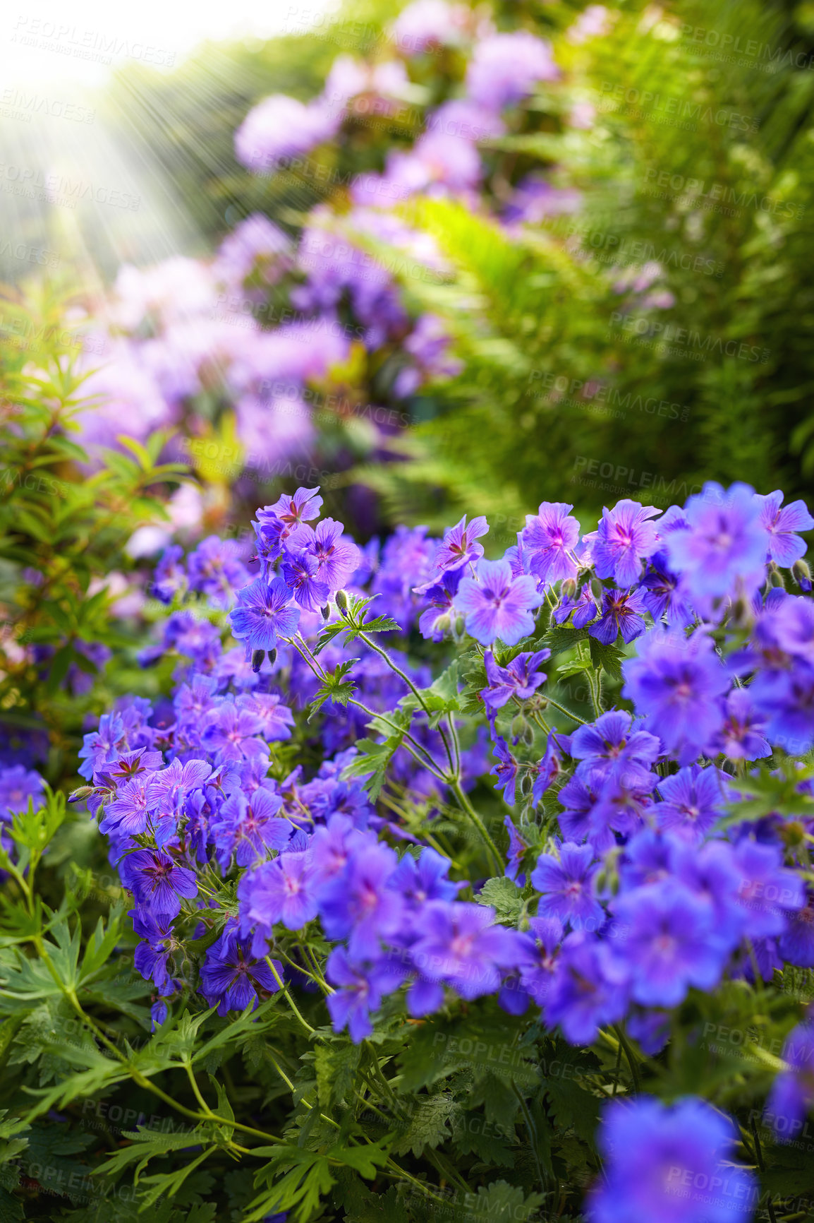 Buy stock photo Nature, spring and environment with flowers in garden for plants, sustainability and season. Ecology, meadow and biology with crane bill in countryside for botanical, bloom and ecosystem growth