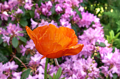 Buy stock photo Blooming orange tropicana rose flower in a botanical garden on a sunny day outside. Beautiful flowering plant blooming in a lush green field in spring. Flora flourishing in its natural environment