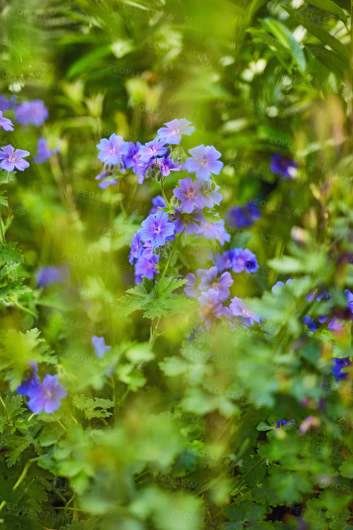 Buy stock photo Leaf, spring and plants with flowers in garden for environment, sustainability and season. Ecology, meadow and botany with crane bill in countryside for botanical, bloom and ecosystem growth