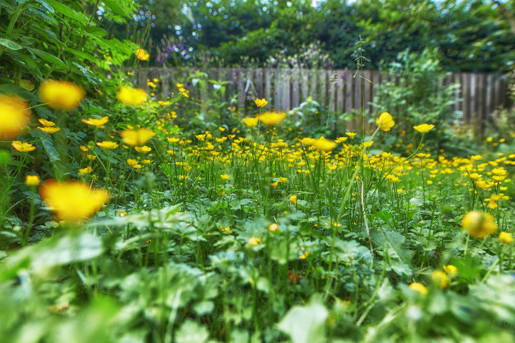 Buy stock photo Meadow buttercups growing in a garden or backyard at home in spring. Group of a vibrant yellow ranunculus acris flowers blossoming and blooming in flowerbed. Lush green plants and wild horticulture 