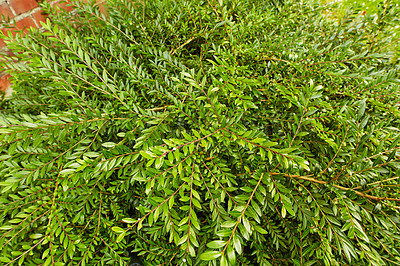 Buy stock photo Closeup of a green bush growing by a brick wall in a backyard of a house, building, or home. Lush leafy or evergreen garden plants outdoors on a lawn on a summer day. A spring day with bright leaves