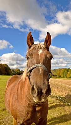 Buy stock photo Beautiful thoroughbred horse in an open meadow, field or pasture outside. A stallion standing on grazing land with a cloudy sky background. Young purebred colt on a dude ranch of equestrian farm