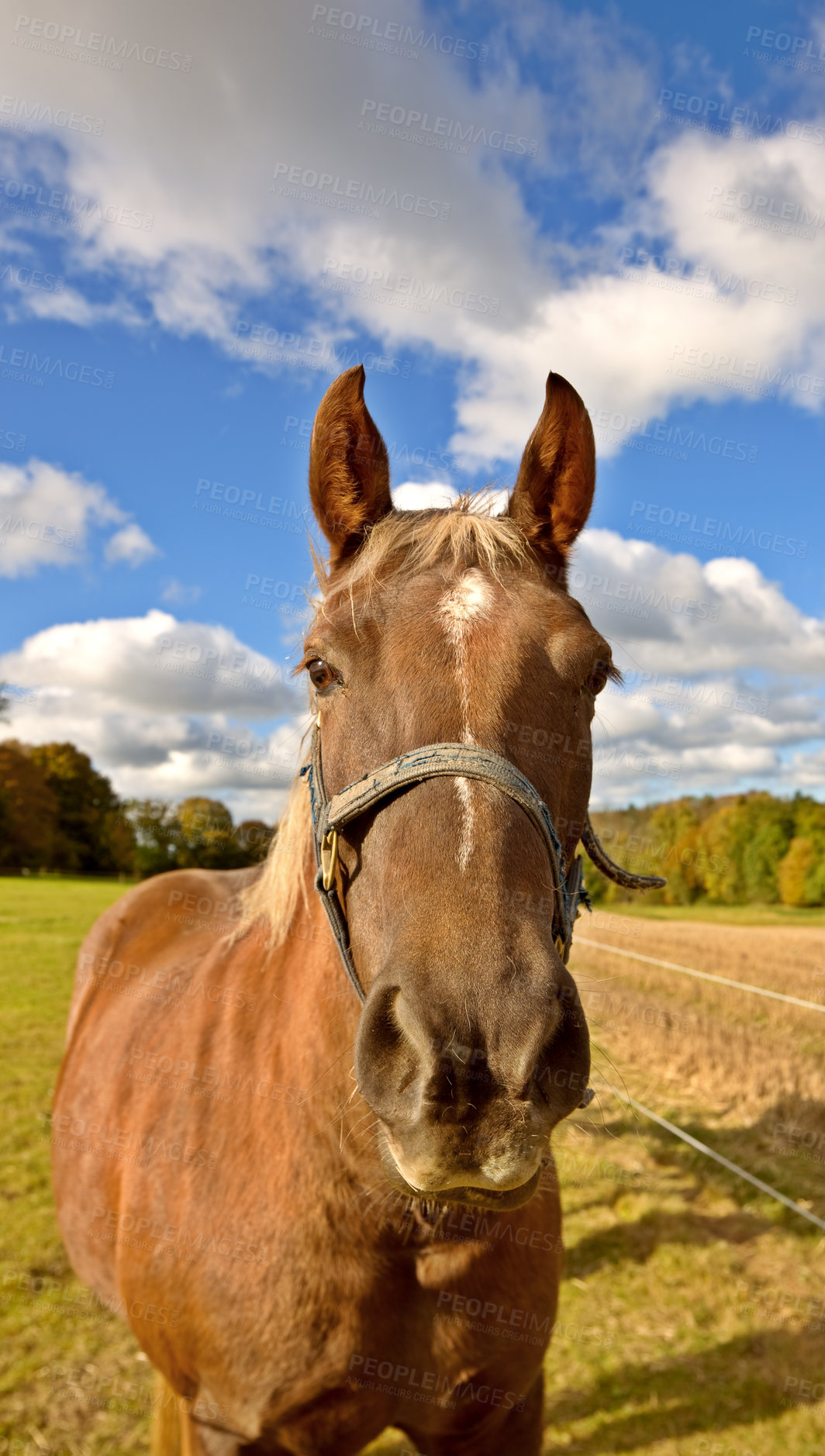 Buy stock photo Beautiful thoroughbred horse in an open meadow, field or pasture outside. A stallion standing on grazing land with a cloudy sky background. Young purebred colt on a dude ranch of equestrian farm