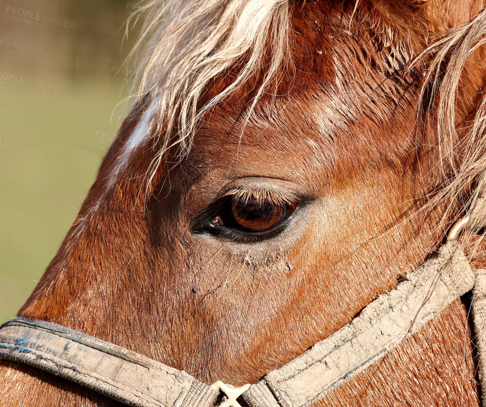 Buy stock photo Closeup of a brown horse with fluffy mane around eyes on a sunny day. Face of one tame chestnut stallion or mare with a shiny coat trained for derby racing. Equestrian animal roaming freely outdoors