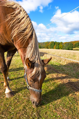 Buy stock photo Brown horse grazing on a grass field outside with copy space. Animal standing on rural green farm land on a sunny day. Calm scene of a show pony or race horse eating grass on a lush spring landscape