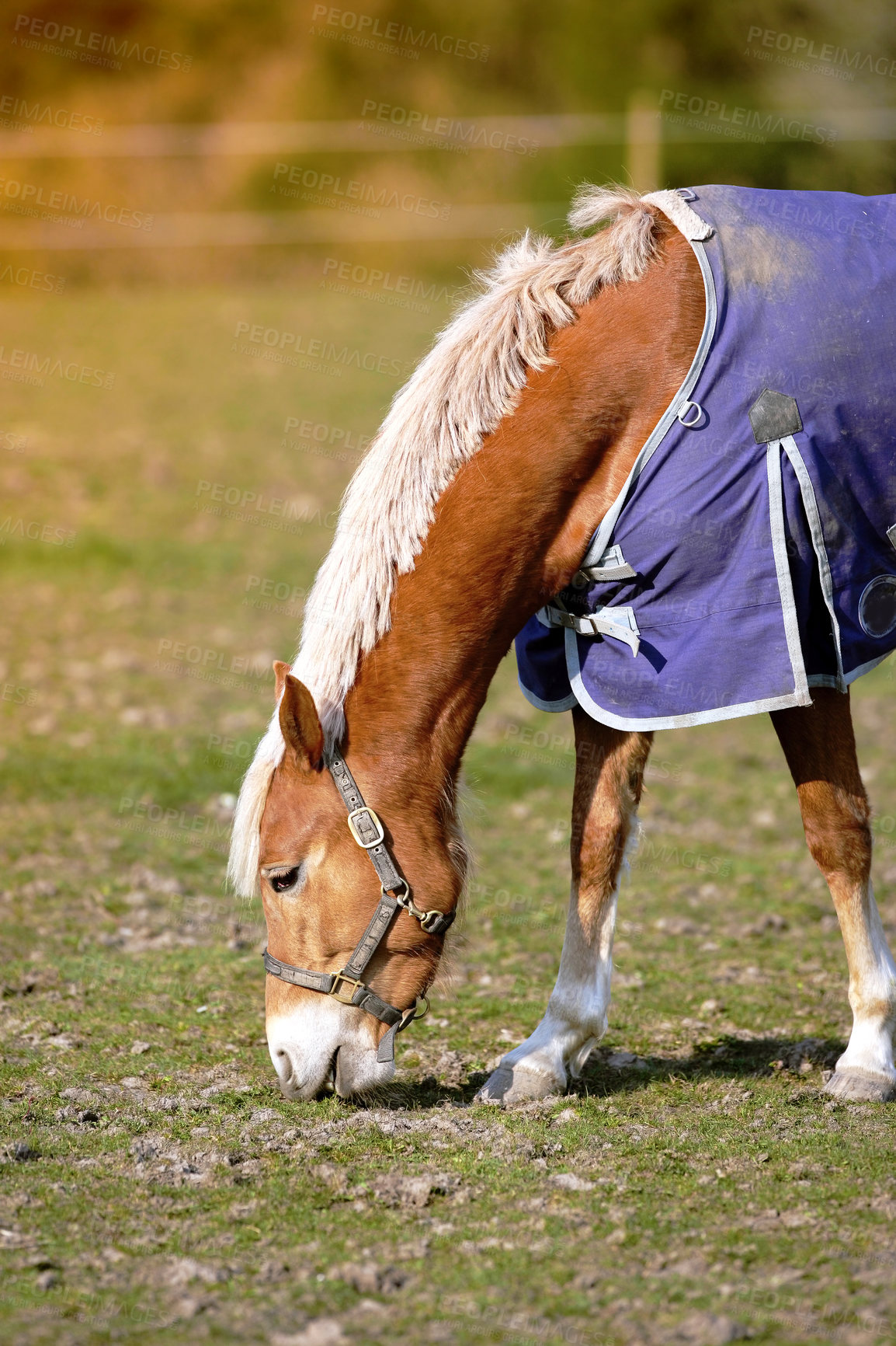 Buy stock photo  Beautiful Haflinger horses on a meadow on the alpine pasture in summer. Haflinger horse free in the meadow eats grass.  A lonely brown horse is eating grass in the pasture of a small farm.